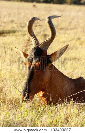 I See You - Red Harte-beest - Alcelaphus Buselaphus Caama