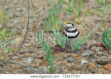 Killdeer stands over nest of eggs in a rocky area.