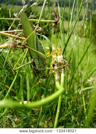 Big Green Grasshopper aka Greater arid-land predaceous Katydid - Neobarrettia spinosa