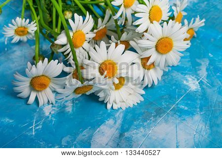 Summer Floral card with chamomile flower over blue vintage painted wooden background.