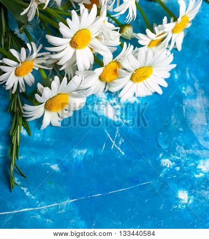 Summer Floral card with chamomile flower over blue vintage painted wooden background.