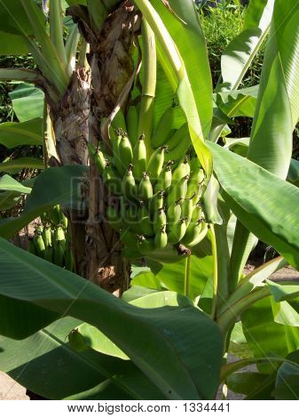 Banan træ