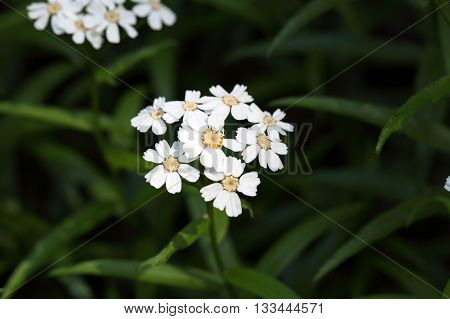 Flowers of a sneezewort or European pellitory (Achillea ptarmica)