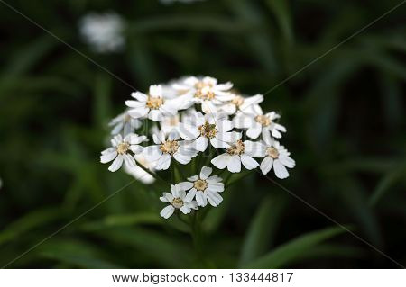 Flowers of a sneezewort or European pellitory (Achillea ptarmica)