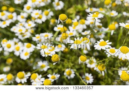 Camomile Herb In Nature