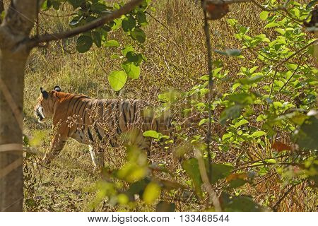 Bengal Tiger Walking Through the Forest in Kanha National Park in India