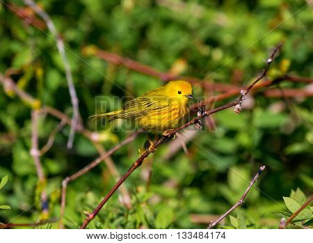 Yellow Warbler Male. In summer, the buttery yellow males sing their sweet whistled song from willows, wet thickets, and roadsides across almost all of North America.