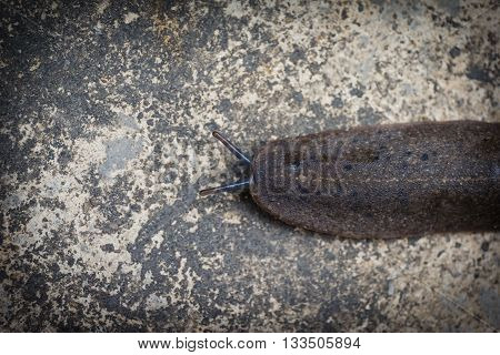 closeup Slug on ground, image invertebrate animal