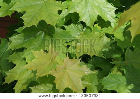 Maple leaves with five lobes normal, fairly broad (up to eighteen centimeters in diameter). The surface of the leaves is glossy