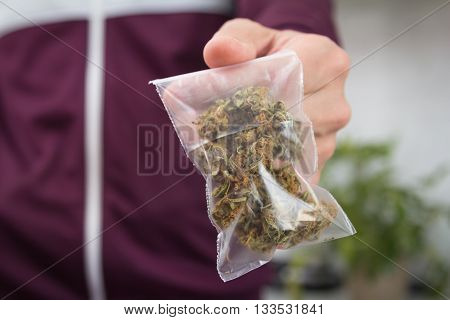 Man in purple hoodie trading marijuana showing buds in the zip package