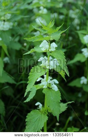 Lamium album commonly called white nettle or white dead-nettle