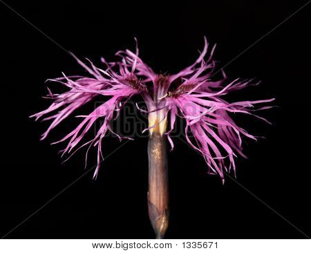  Dianthus Superbus