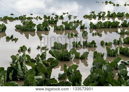 flooded plants in a field after storms