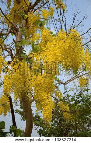 Golden shower flower or Cassia fistula flower in garden
