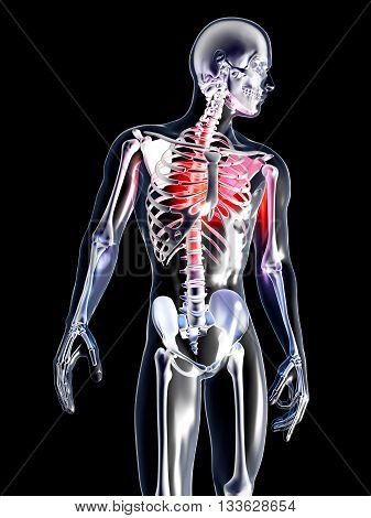 Anatomy - Chest Pain