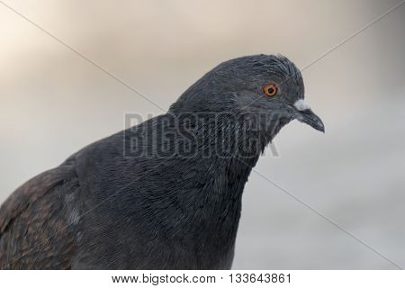 Beautiful pigeon close up portrait. Close up look.