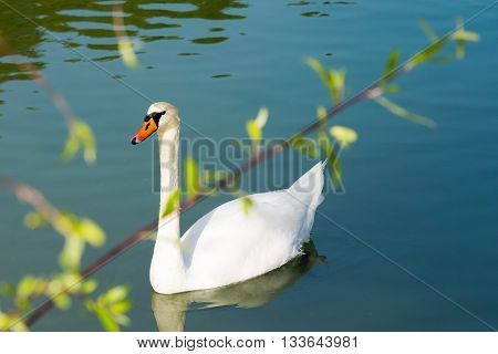 White swan swimming at lake Beletsi in Greece with a tree branch as foreground.