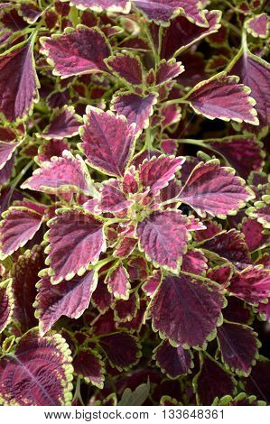 close up Solenostemon scutellarioides plants in nature garden