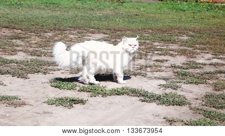 White fluffy cat is walking on the grass on a sunny day