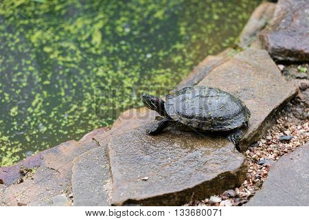 one freshwater turtles on a rock in pond