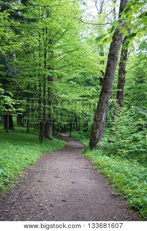 A wide path in the forest between the green grass and tall trees