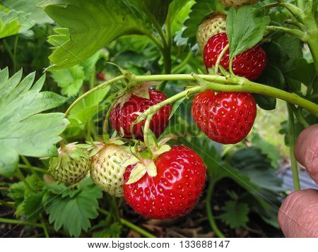 Bush of strawberry with red and green berries on a Sunny day in the summer.