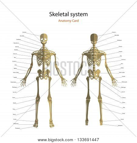 The human skeletal system with explanations. Anatomy guide of human skeleton, male. Anatomy didactic board of human bony system. Front and rear view. Vector Illustration.