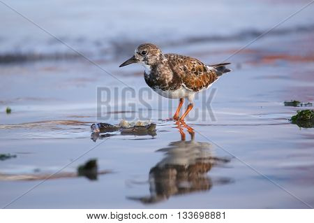 Ruddy Turnstone On The Beach Of Paracas Bay, Peru