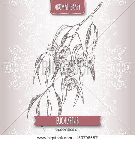Eucalyptus globulus aka blue gum sketch on elegant lace background. Aromatherapy series. Great for traditional medicine, perfume design or gardening.