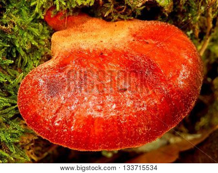 Beefsteak or Ox-tongue fungus aka Fistulina hepatica