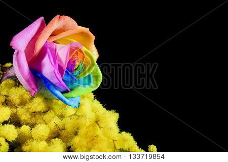 mimosa and multicolored rose on black background
