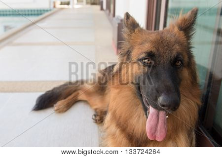 Portrait Of German Shepperd Dog Lie Down On Background Swimming Pool