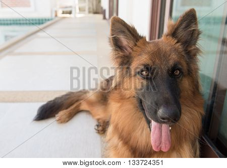 Portrait Of German Shepperd Dog Lie Down On Background Swimming Pool