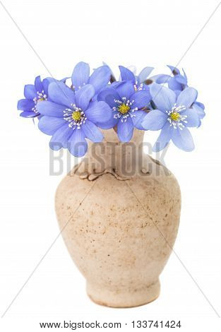 flower Hepatica nobilis on a white background