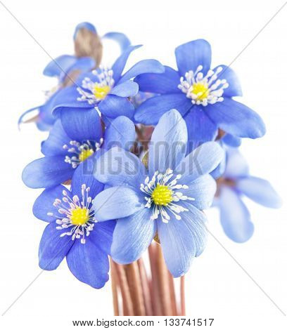 flower Hepatica nobilis on a white background