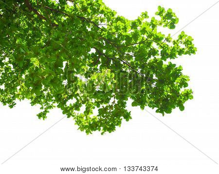 natural green leaves isolated on white background