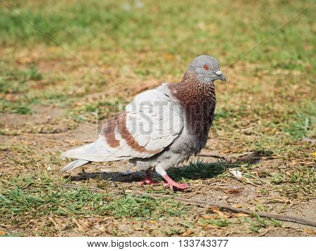 domestic pigeon bird standing on the park