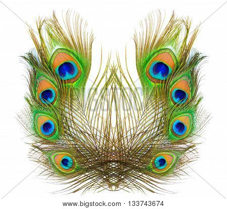 colorful pattern on peacock feather isolated on white background
