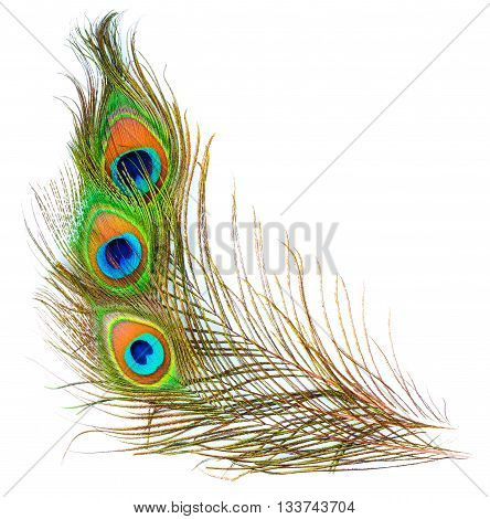 colorful pattern on peacock feather isolated on white background
