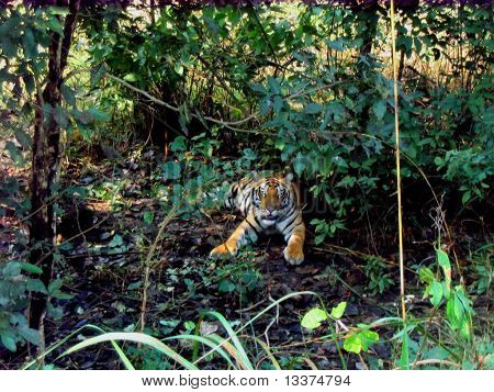 Tigre indiana