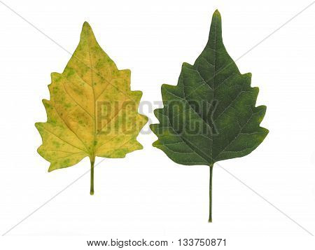 Green leaf Green leaves Yellow leaf Yellow leaves isolated on white background