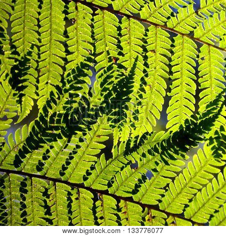 Bright green Australian tree fern (Dicksonia) leaves (fronds) backlit by sunlight