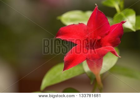 Flowering bright red Mandevilla rose Dipladenia indoors