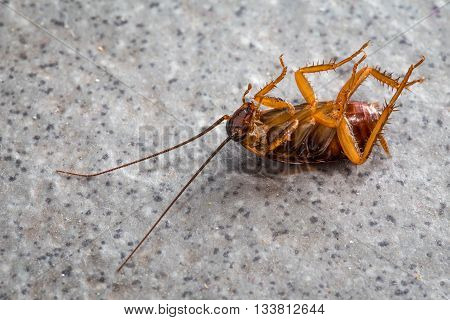 Dead cockroaches on the dirty floor tiles.
