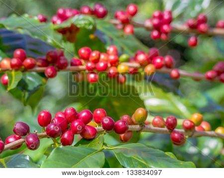 red ripe coffee beans on the plantation farm ready to havest