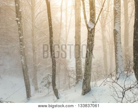 Winter foggy beech on a forest great cene