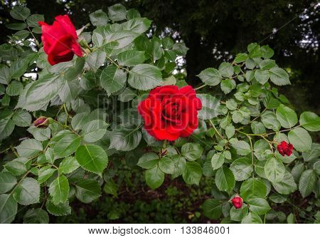 in a spring garden climber with red rose flowers and buds
