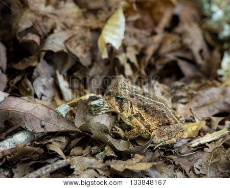 Toad in Dried Leaves aside a trail in early summer