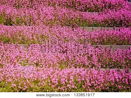 beautiful bright background of phlox subulata flowers