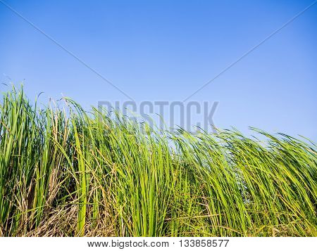 green water plants in tropical wetland Typha Angustifolia in a natural pond blowing in the wind outdoor on blue sky background their long leaves showing pure and free emotion